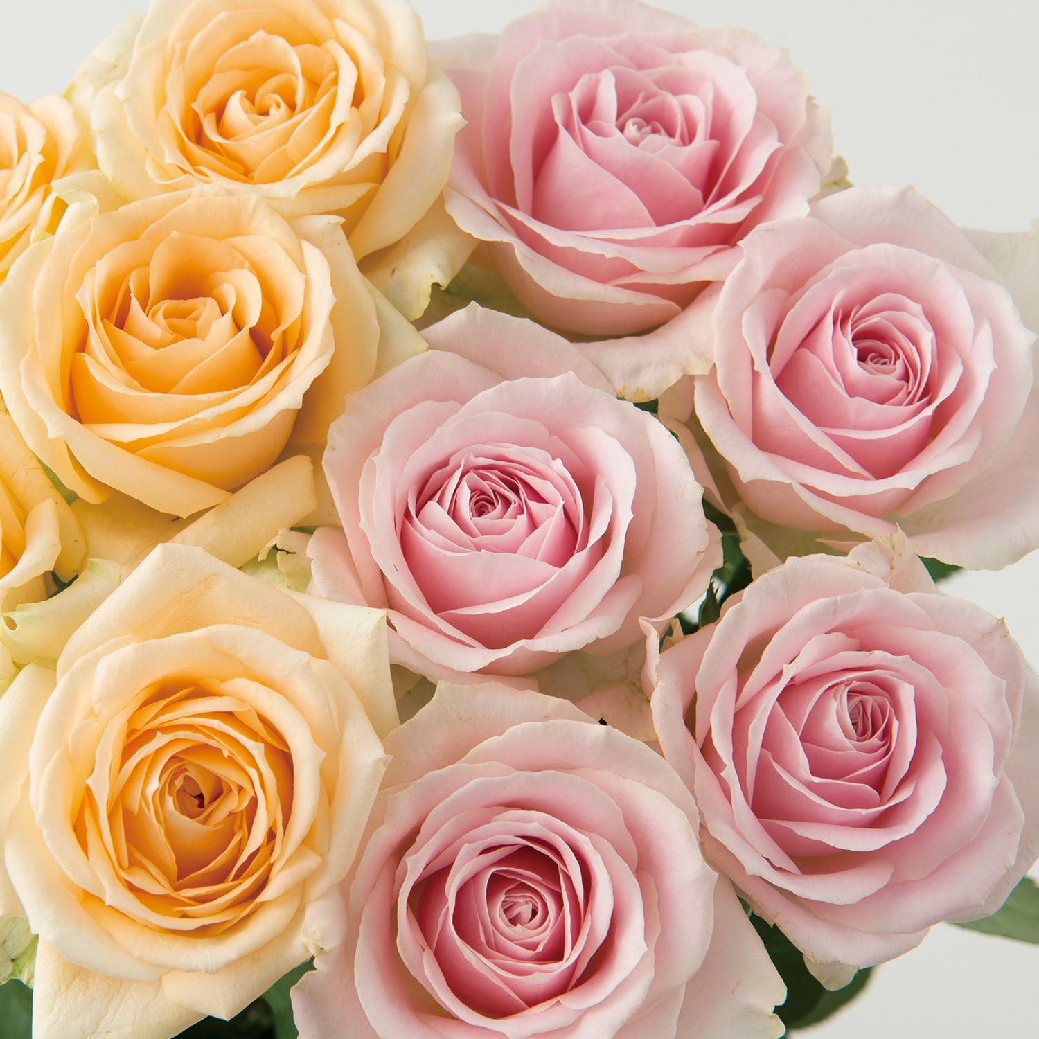 山形の極み 山形産 農園直送 高級バラ