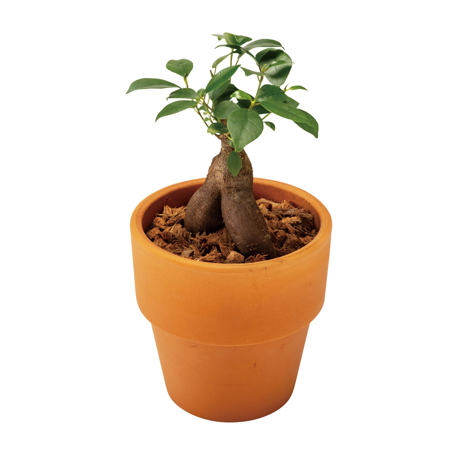 ガジュマル 素焼鉢植え