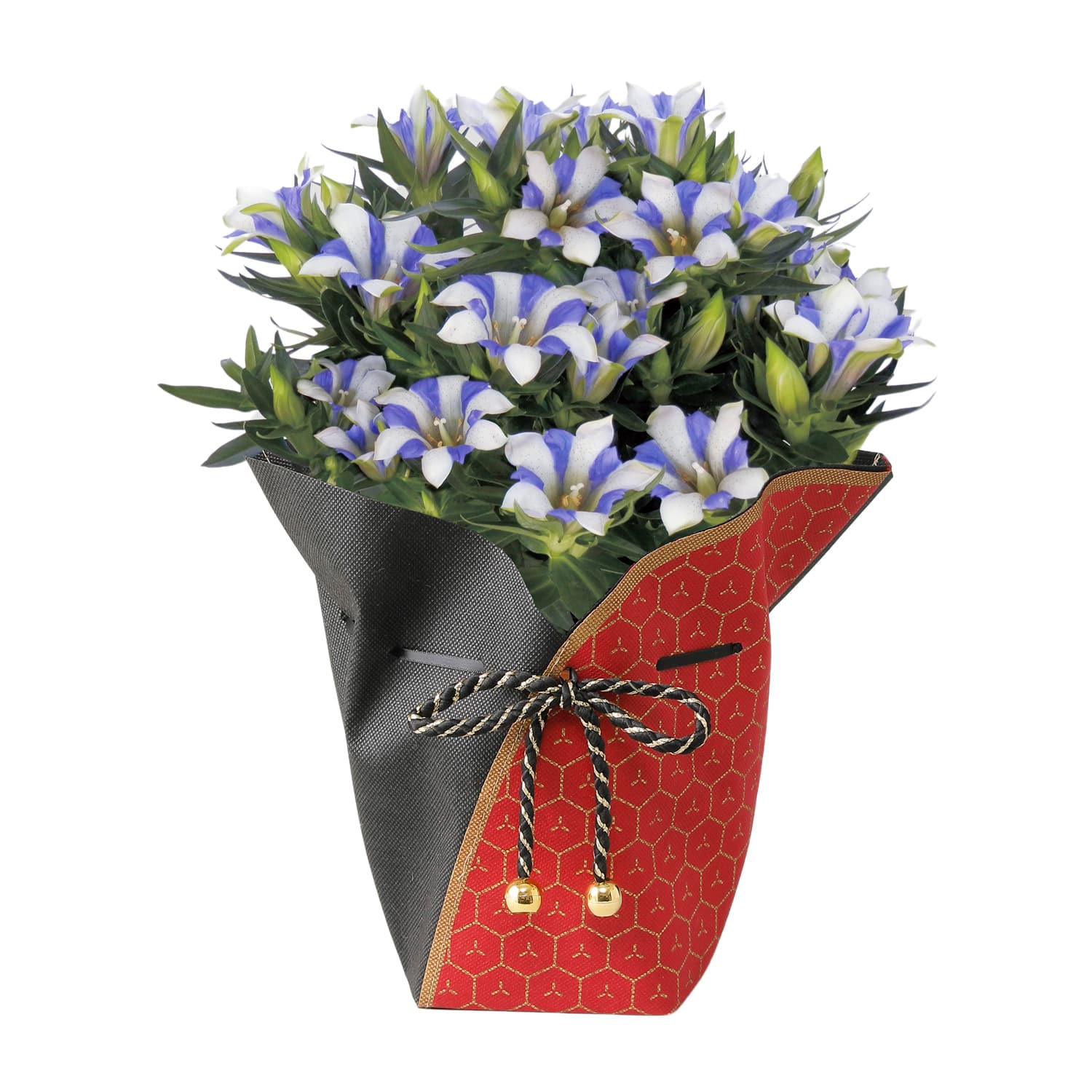 リンドウ 心美白寿