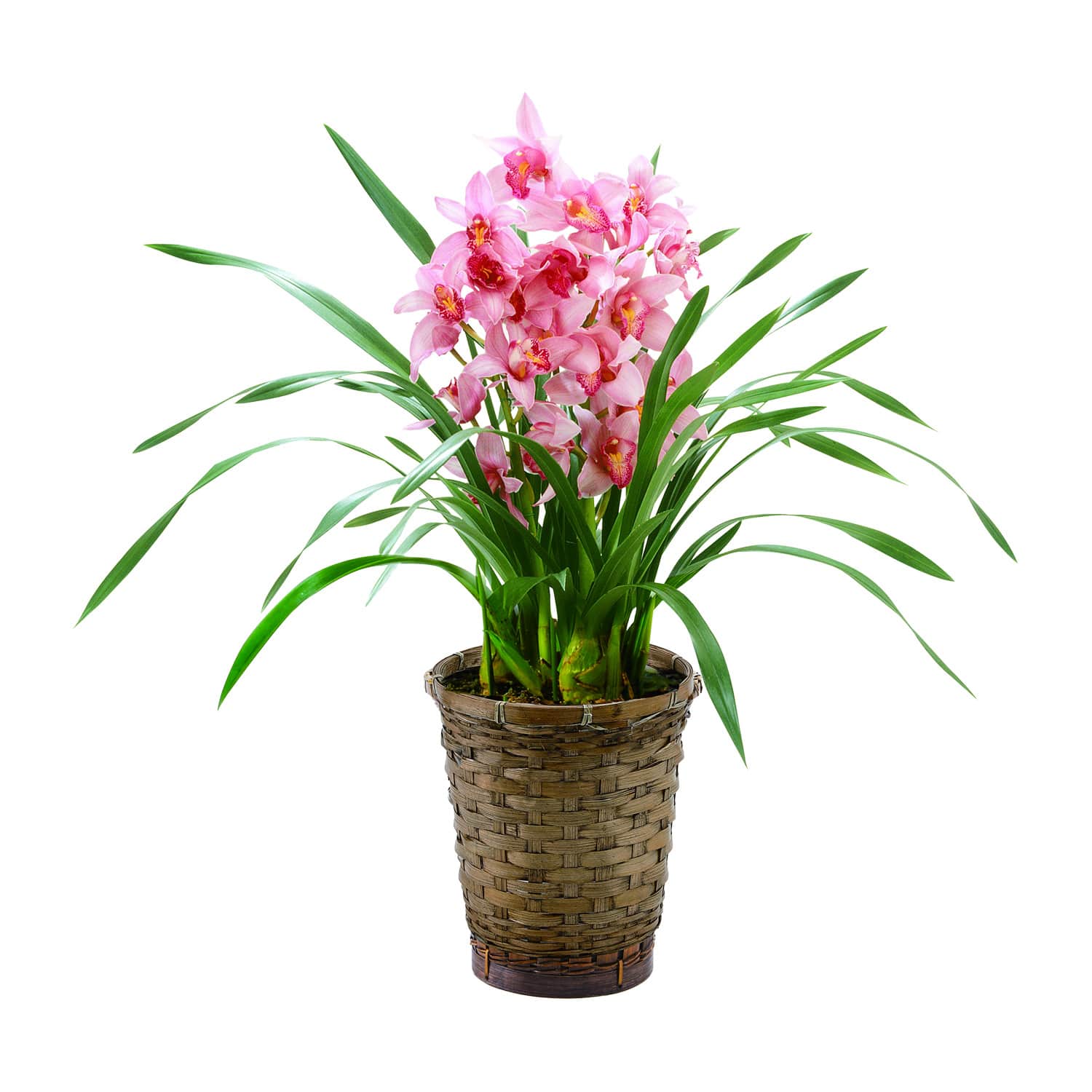 シンビジューム ピンク