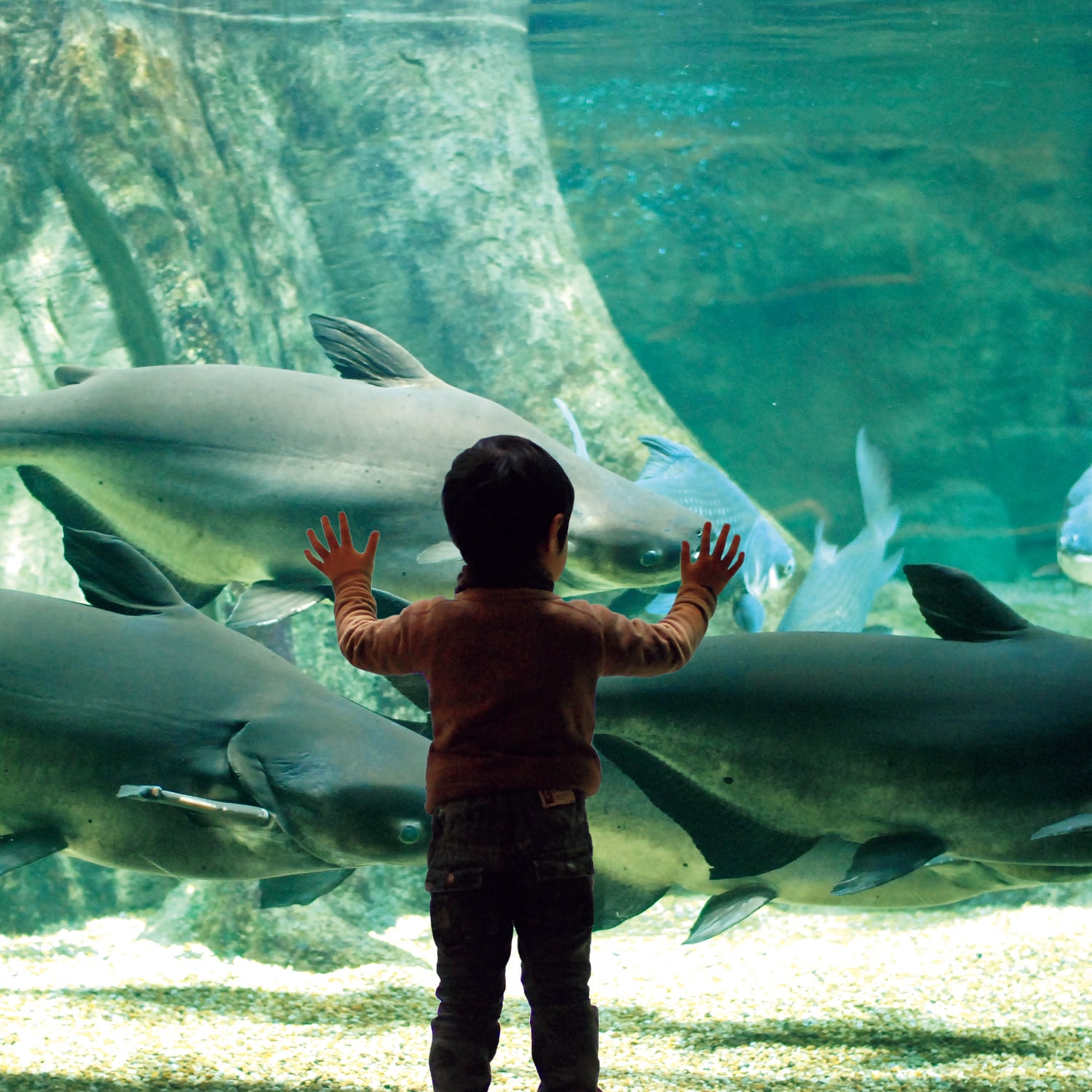 世界淡水魚園水族館 アクア・トト ぎふ　親子入館券３名