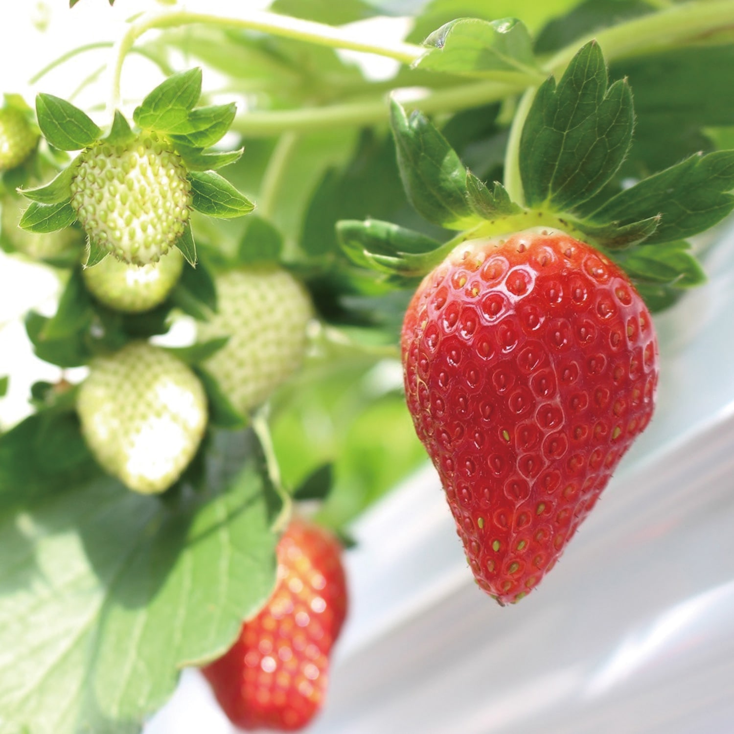 日本の極み 宮城県産 いちご(とちおとめ)