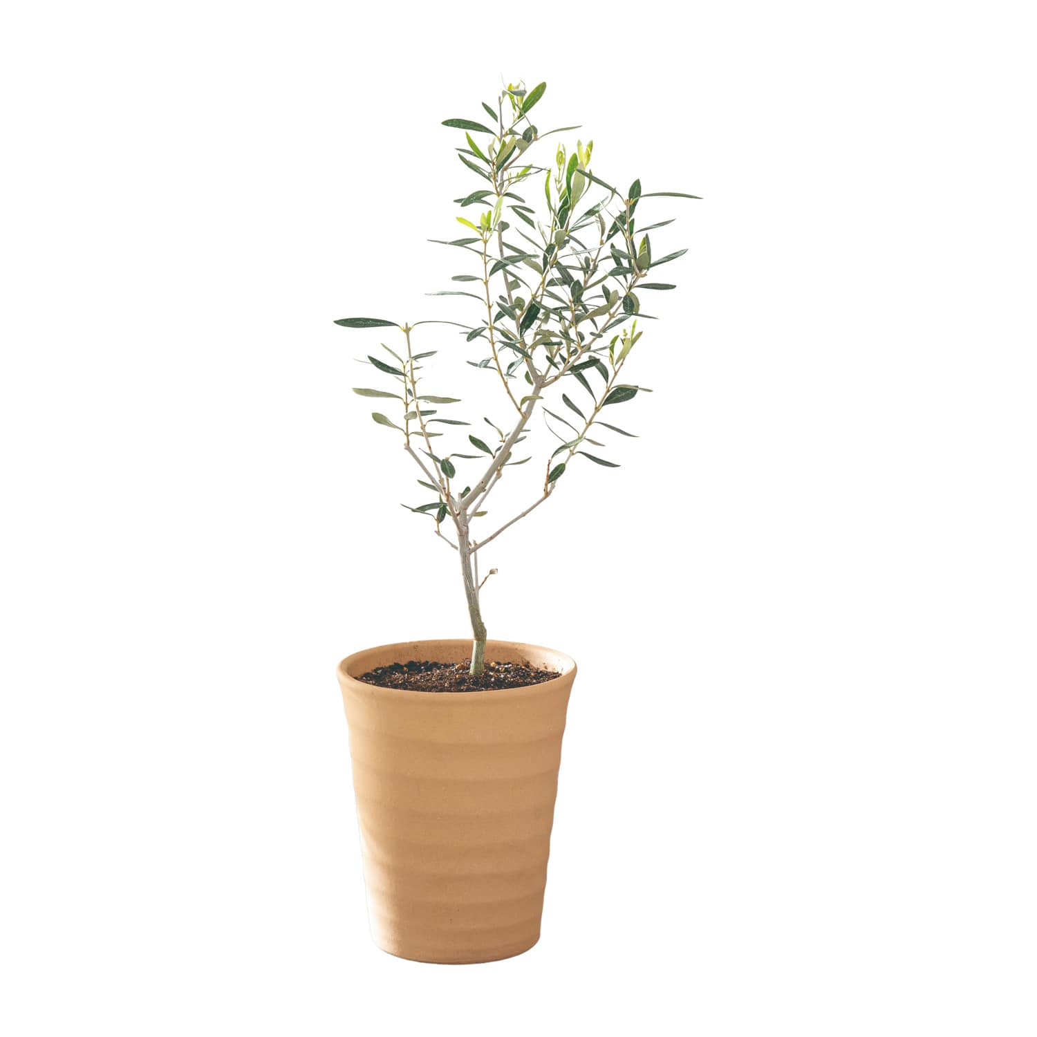 オリーブ 陶器鉢植え