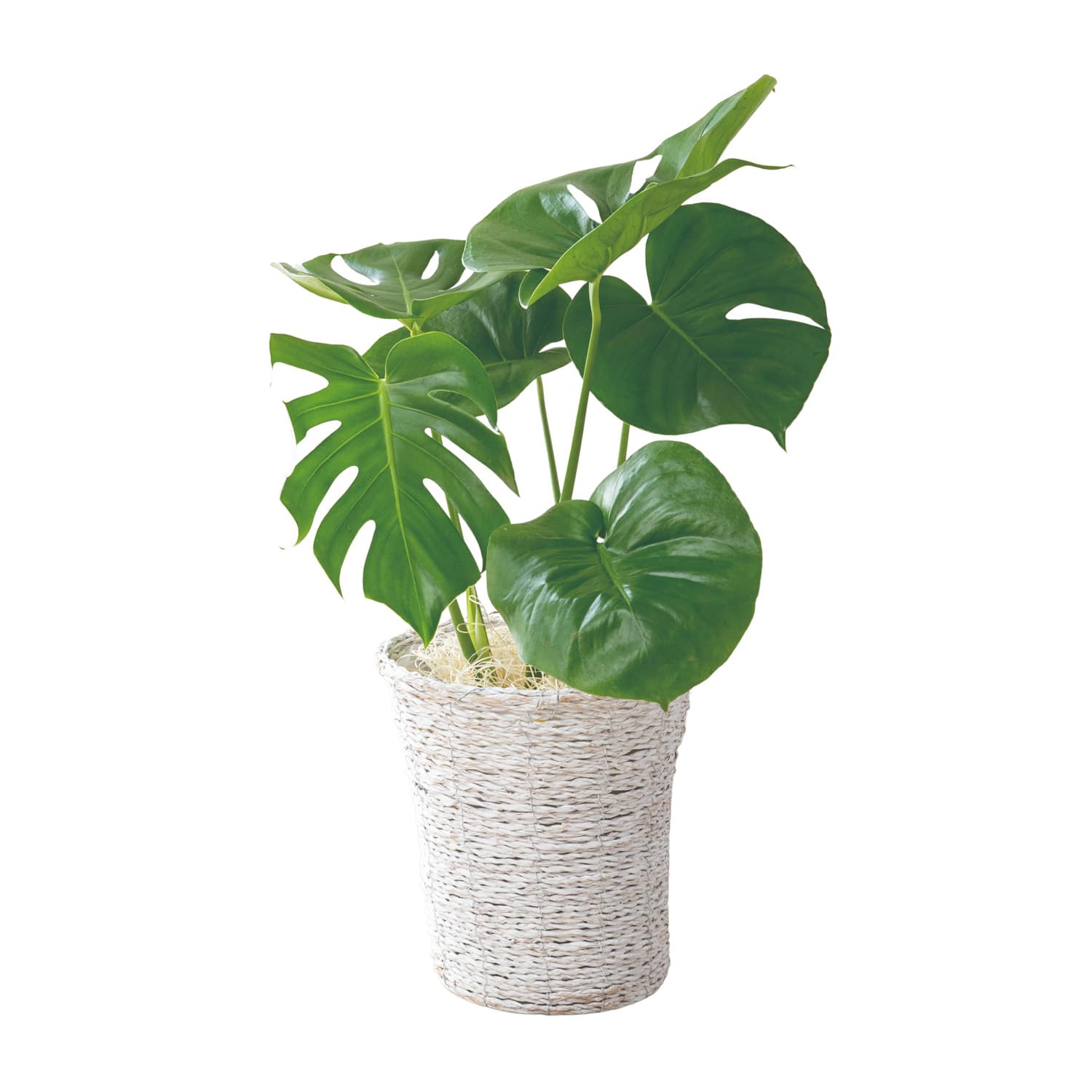 モンステラ バスケット入り