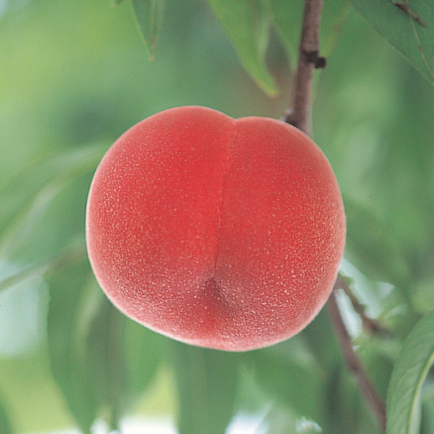 山形県産　川中島白桃